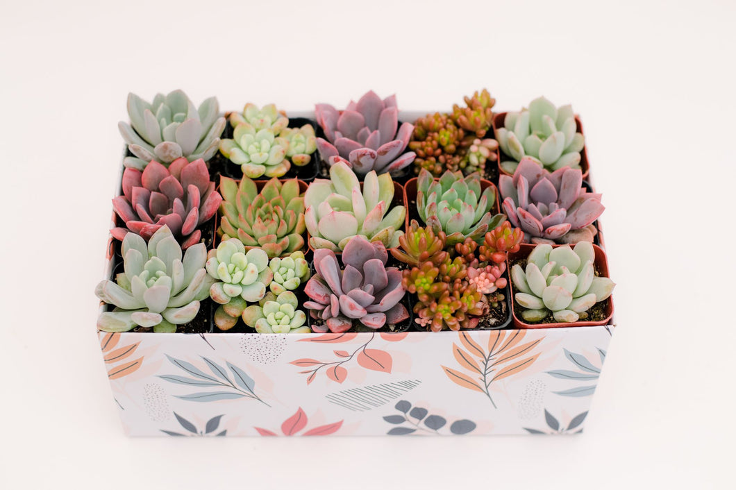 Classic Succulent Gift Box