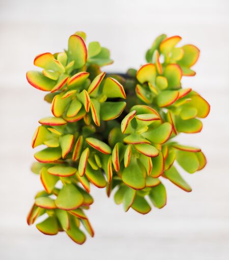 yellow jade succulent Crassula Ovata Jade Crosby – In Succulent Love