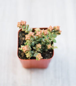 Mini Succulents (2in pots)