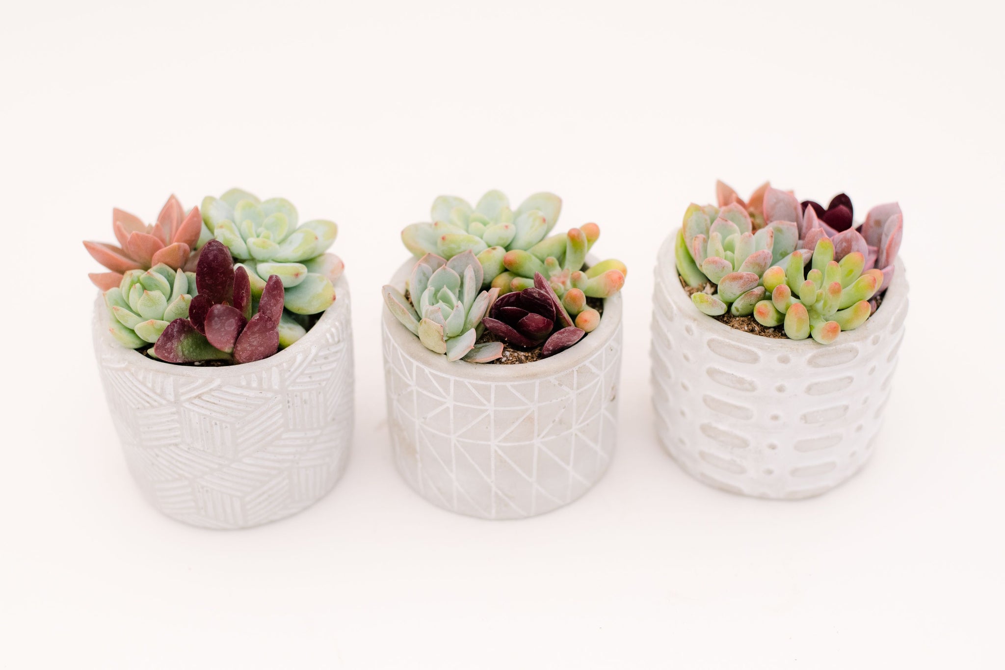 tiny succulent planters Mini Planter Trio DIY Kit: Makes 3 Pots! – In Succulent Love