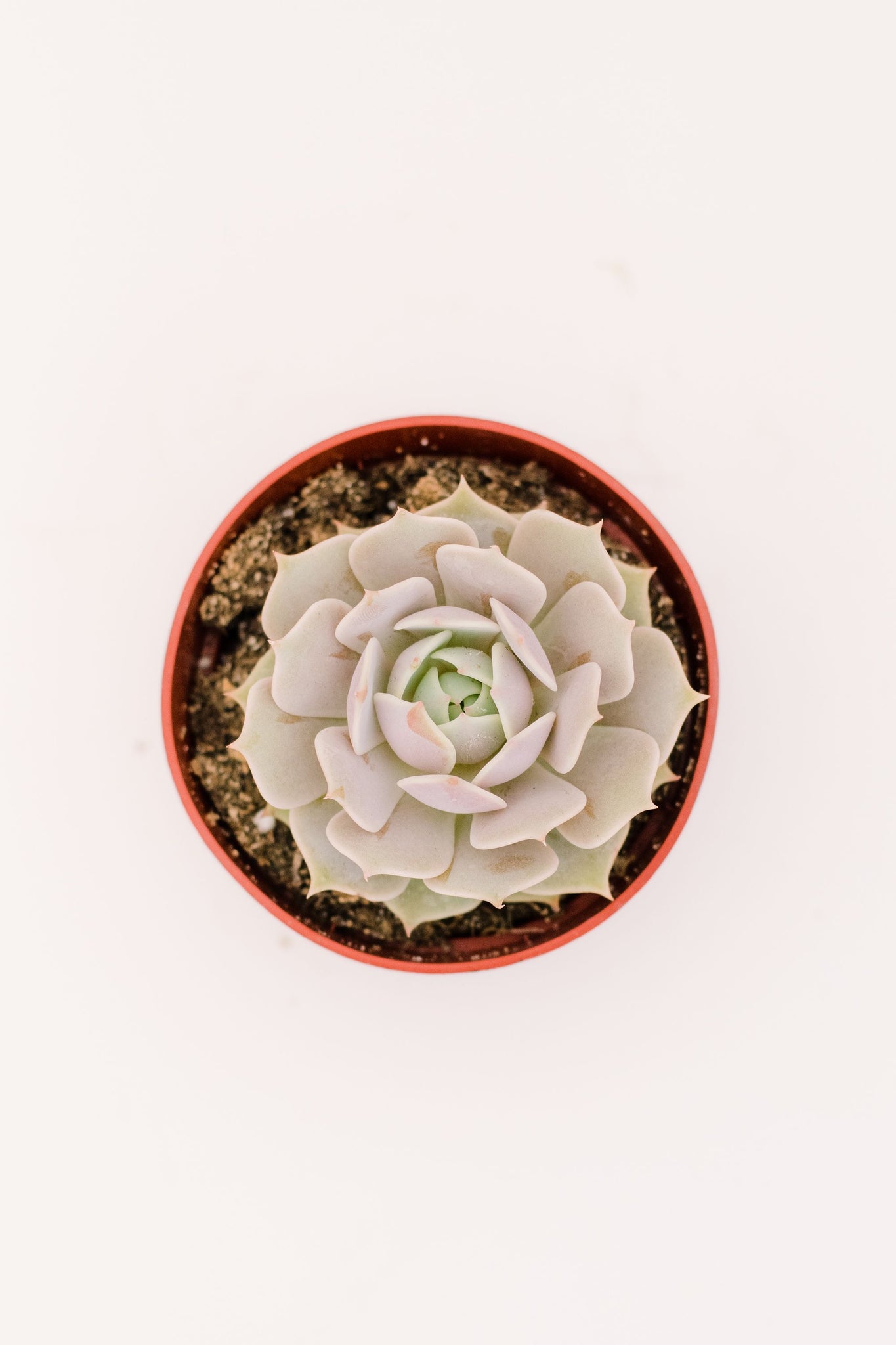 succulent echeveria lola Echeveria Lola – In Succulent Love