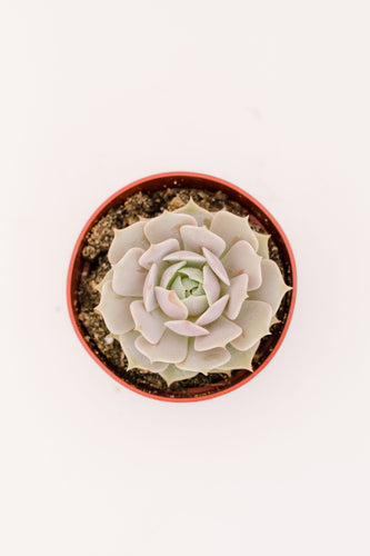 Echeveria Lola