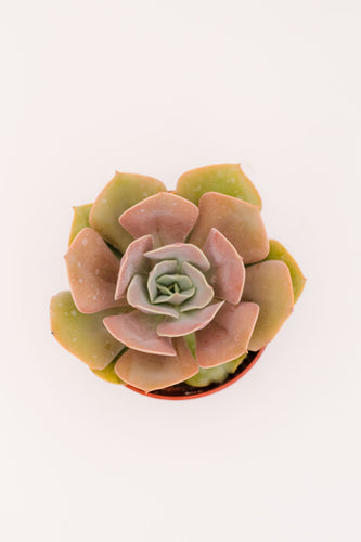 Echeveria Lolita