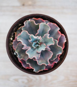 Echeveria Iridescent Ruffle Hybrid