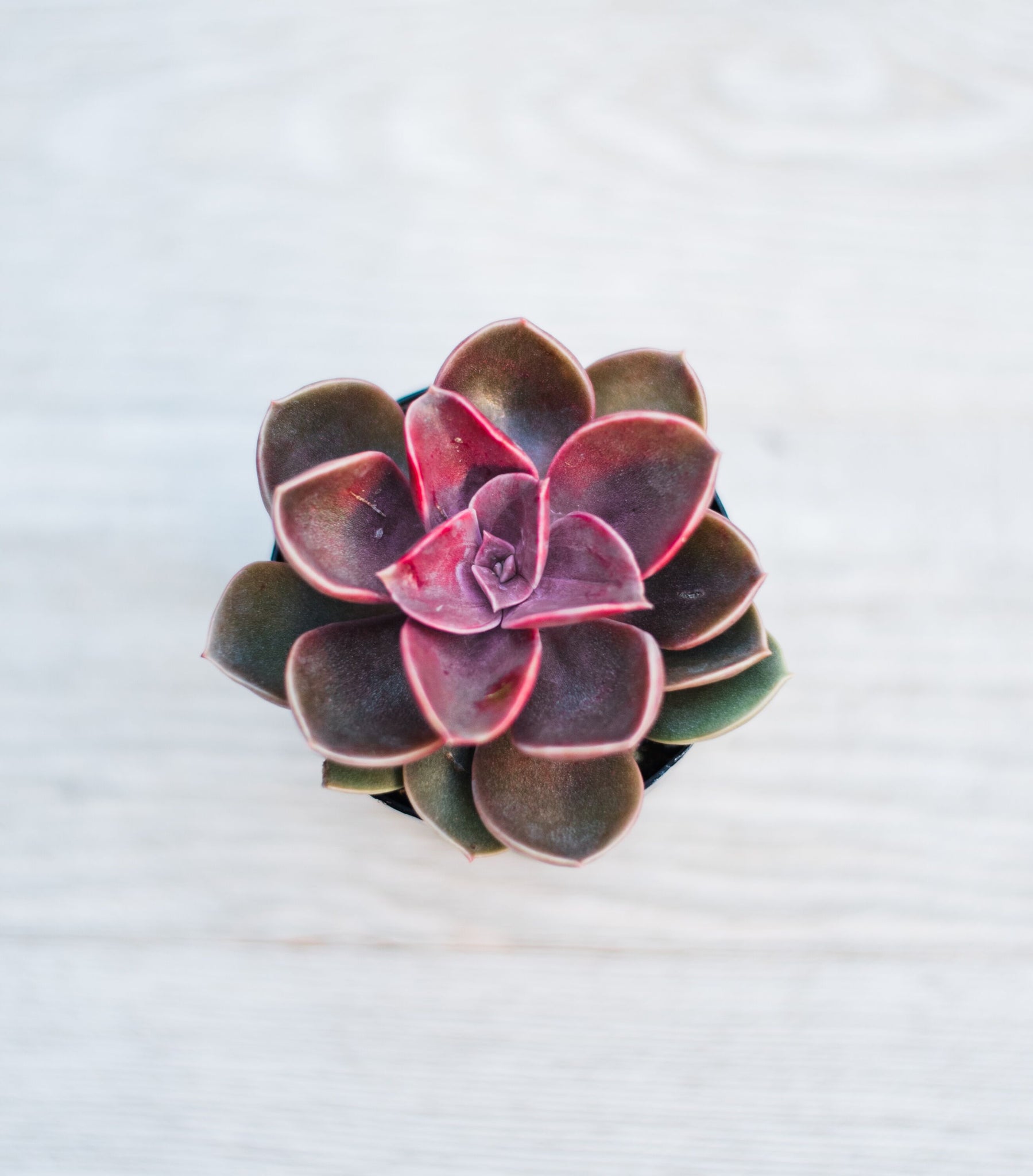 where to buy small succulents Mini Succulents (2in pots) – In Succulent Love