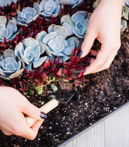 Terrarium Tool Set