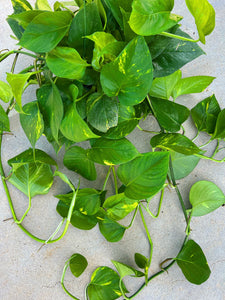 money plant golden pothos Pothos Golden (Epipremnum aureum) – In Succulent Love