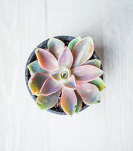 Echeveria Jules