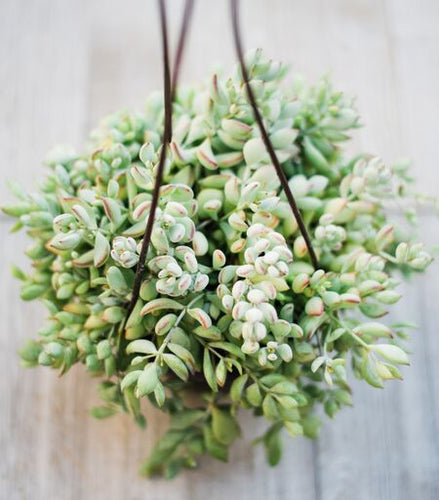 Cliff Cotyledon Pendens