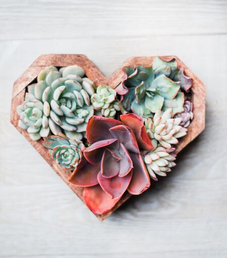 succulent hearts Wooden Succulent Hearts