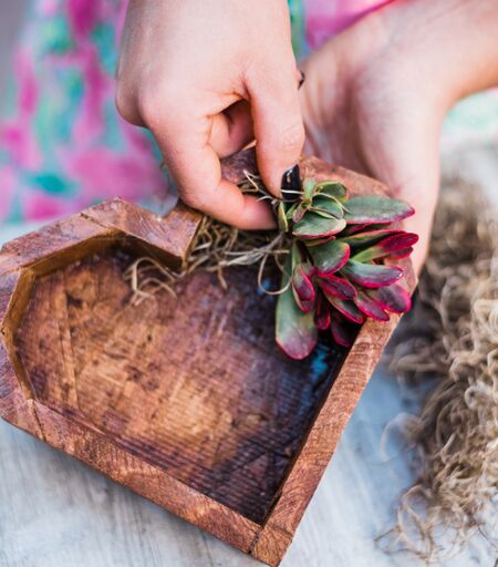 Wooden Succulent Heart DIY Kit