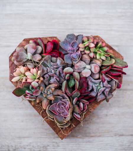 Wooden Succulent Hearts