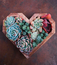 Wooden Succulent Hearts
