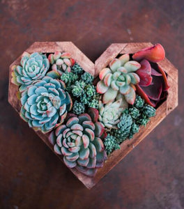 Wooden Succulent Hearts