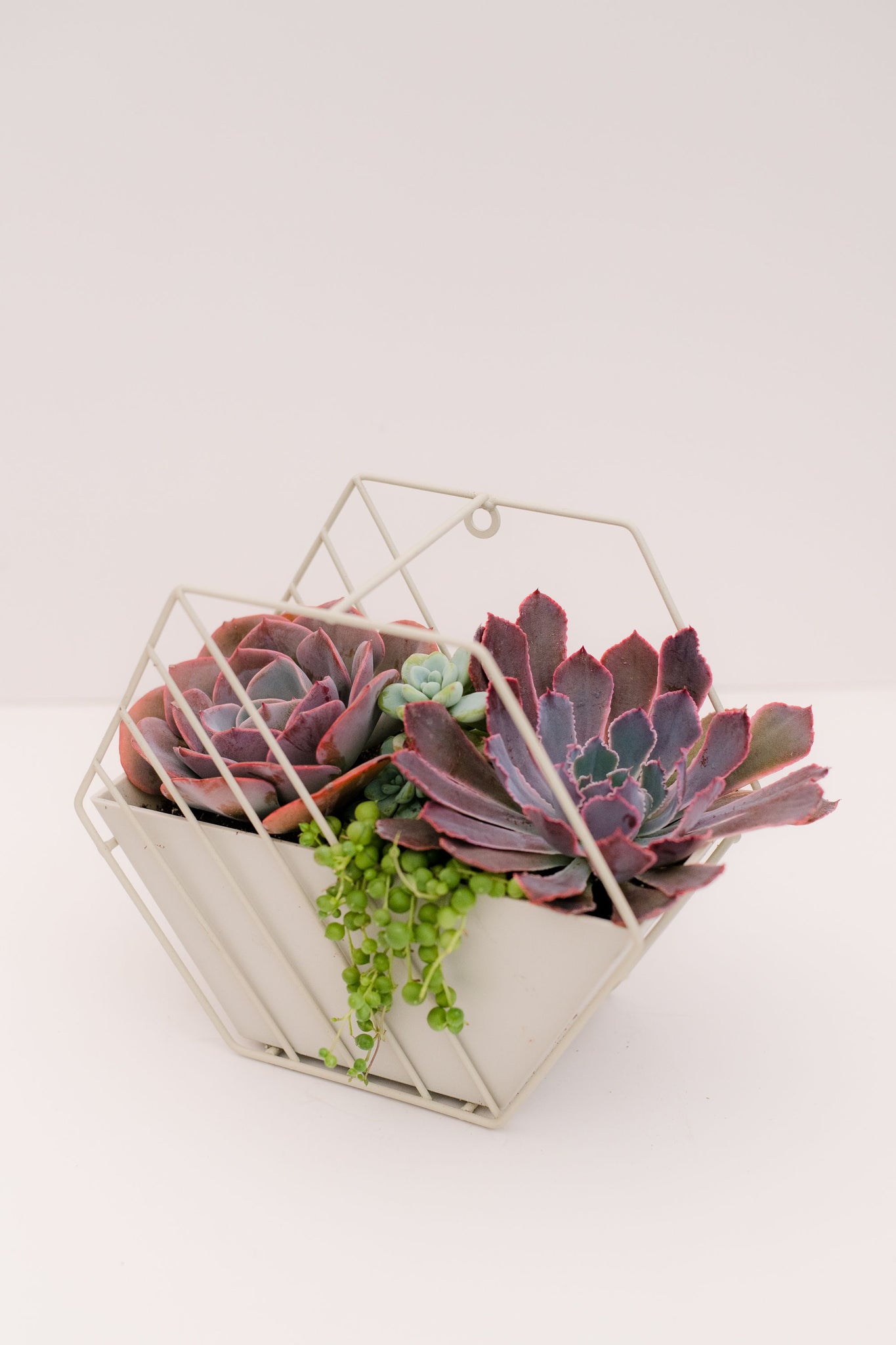 hexagon succulent wall planter DIY Succulent Hexagon Tin Planter Kit – In Succulent Love