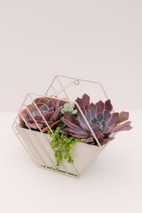 DIY Succulent Hexagon Tin Planter Kit