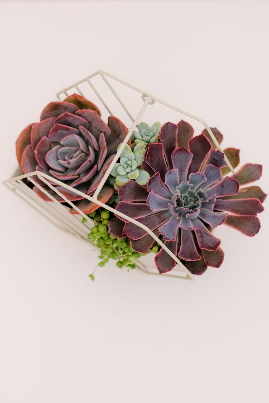 DIY Succulent Hexagon Tin Planter Kit