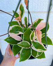 Hoya Carnosa Variegated ‘Krimson Queen’ / ‘Tri Color’