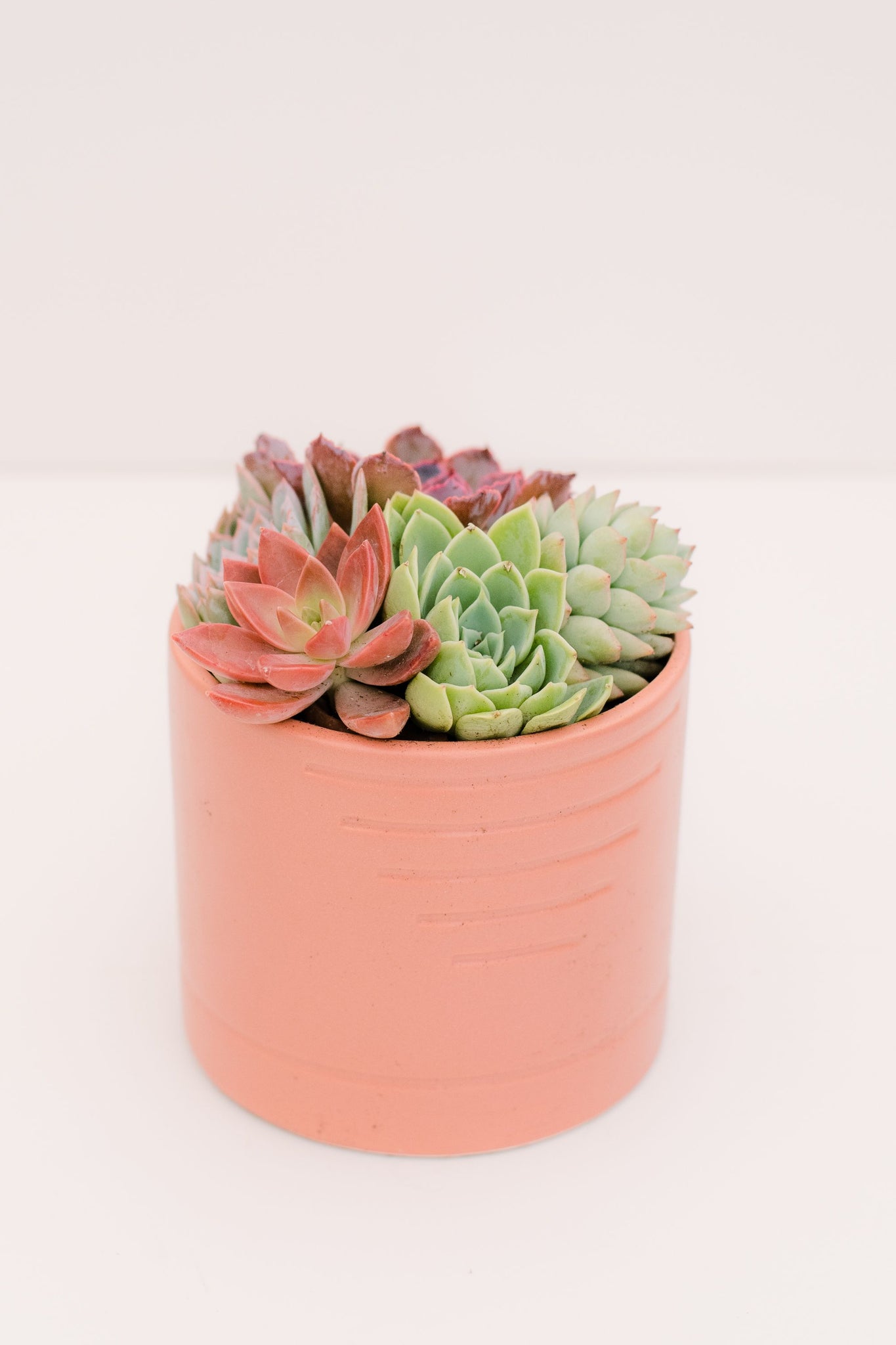 succulent plant kits DIY Just Peachy Succulent Planter Kit