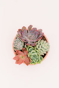 DIY Just Peachy Succulent Planter Kit