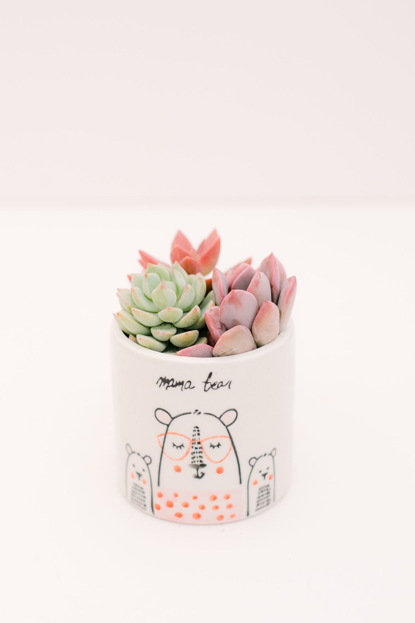cute small succulent pots DIY Mama Bear Mini Succulent Planter Kit