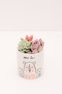 DIY Mama Bear Mini Succulent Planter Kit
