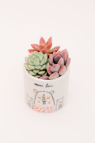 DIY Mama Bear Mini Succulent Planter Kit