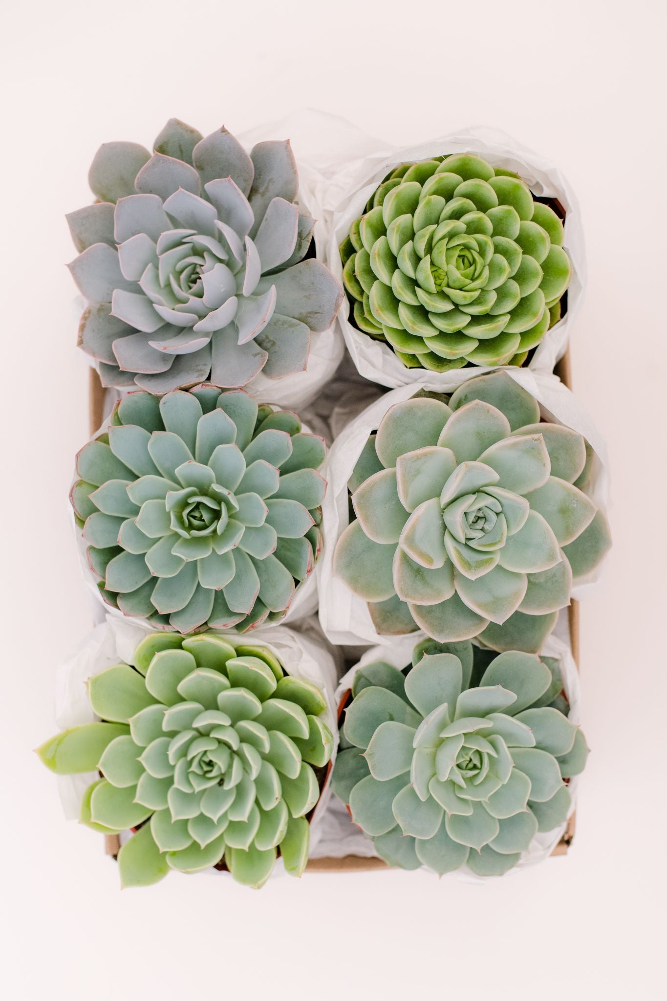 trendy succulents Medium Succulent GiftBox: Cool Blues & Green