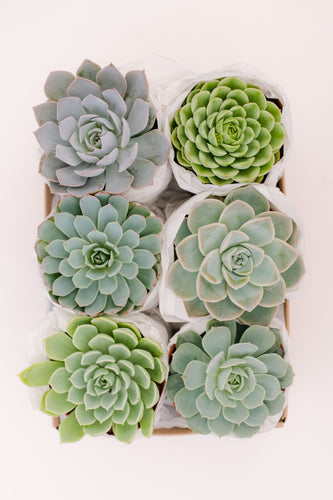 Medium Succulent GiftBox: Cool Blues & Green