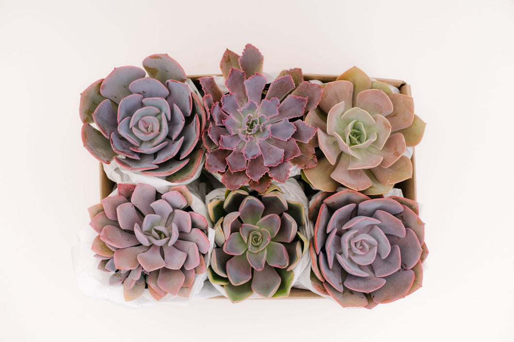 Medium Succulent GiftBox: Pink & Purple Tones