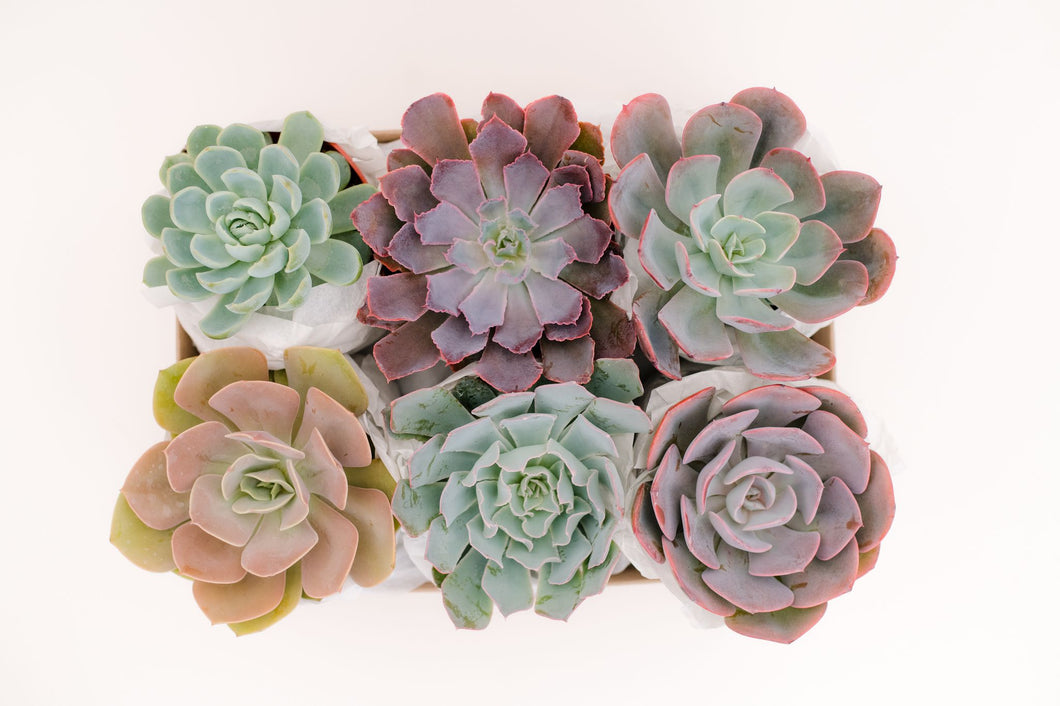 succulent in pot gift Medium Succulent Gift Box – In Succulent Love