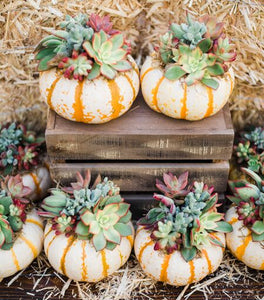 succulent pumpkin carving Single Tiger Stripe Mini Succulent Pumpkin