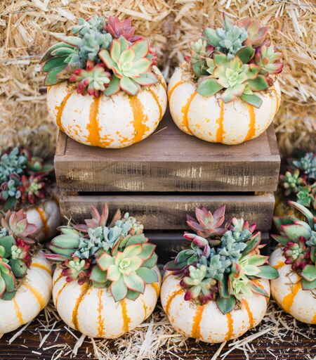 decorating pumpkins with succulents Single Tiger Stripe Mini Succulent Pumpkin