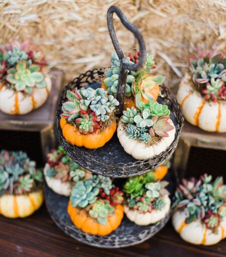succulent pumpkins DIY Mini Succulent Pumpkin Kit (Makes 3)