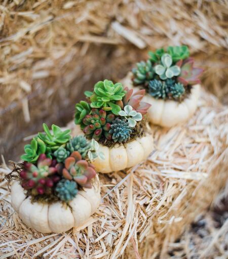mini pumpkin succulent planters DIY Mini Succulent Pumpkin Kit (Makes 3)