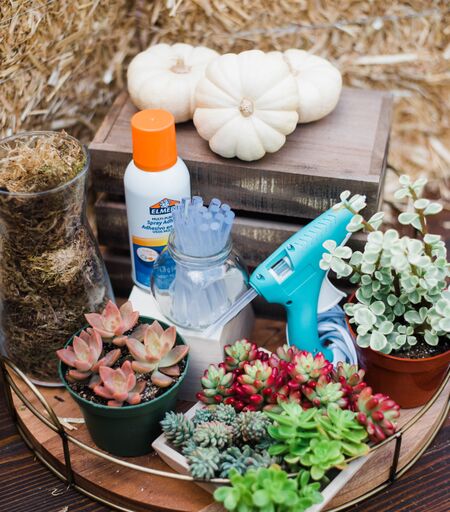 mini pumpkin succulents DIY Mini Succulent Pumpkin Kit (Makes 3) – In Succulent Love