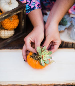 diy pumpkin with succulents DIY Mini Succulent Pumpkin Kit (Makes 3) – In Succulent Love