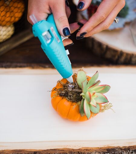 succulent pumpkins for sale DIY Mini Succulent Pumpkin Kit (Makes 3)