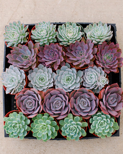 Mixed Succulent Flat: 20 (4in) Succulents