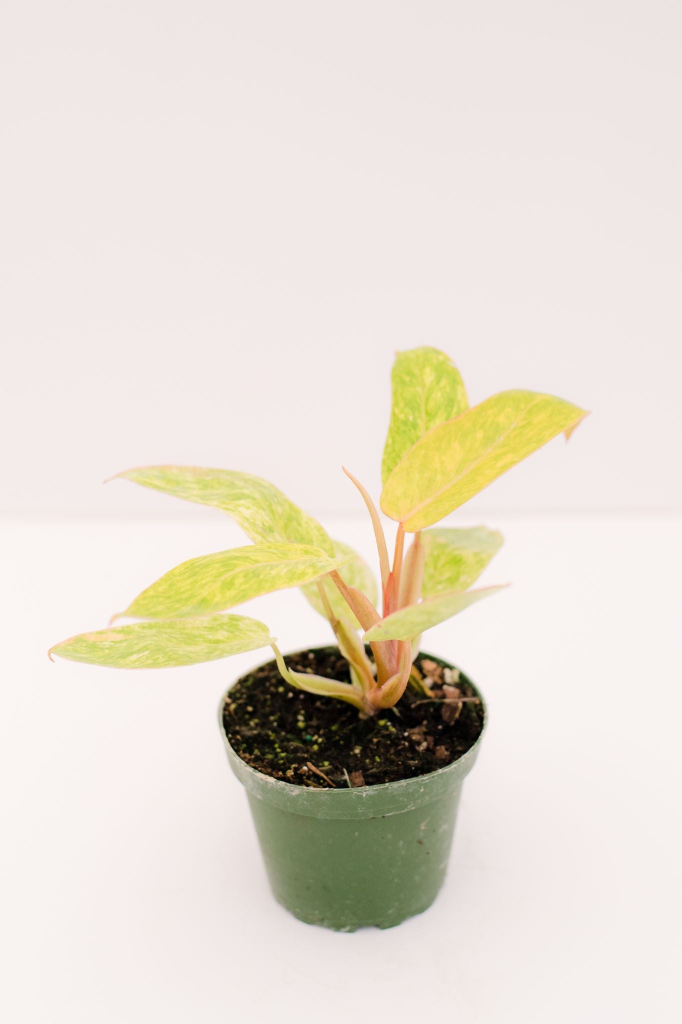 philodendron chinese Philodendron Painted Lady