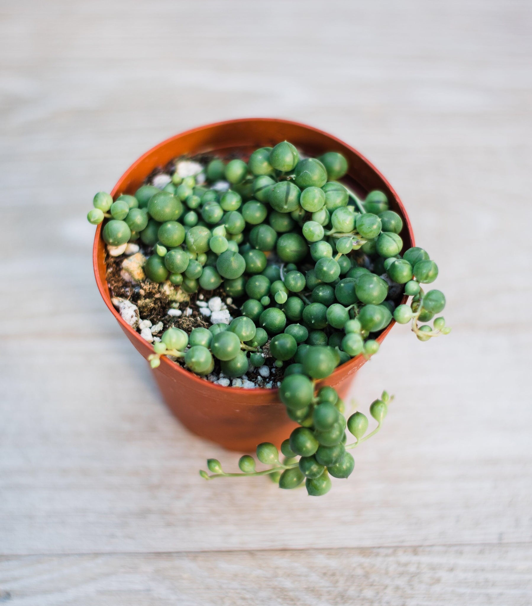 string of pearls succulent plant Senecio String of Pearls (Senecio Rowleyanus) – In Succulent Love