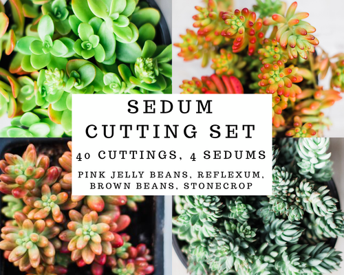 Sedum Cutting Set (40 Cuttings)