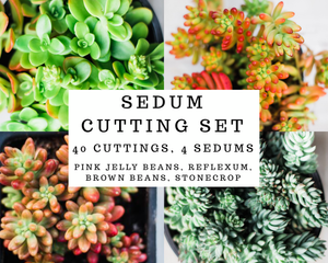 40 succulents Sedum Cutting Set (40 Cuttings) – In Succulent Love
