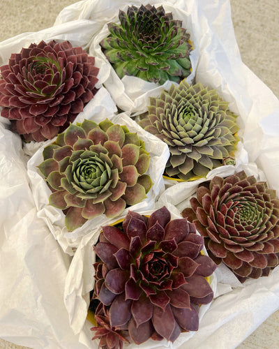 Medium Succulent GiftBox: Sempervivum Chick Charms Set