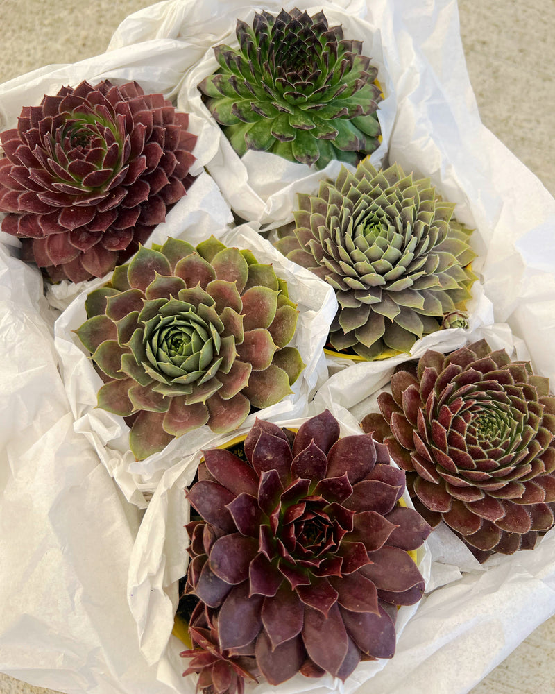 semp succulent Medium Succulent GiftBox: Sempervivum Chick Charms Set