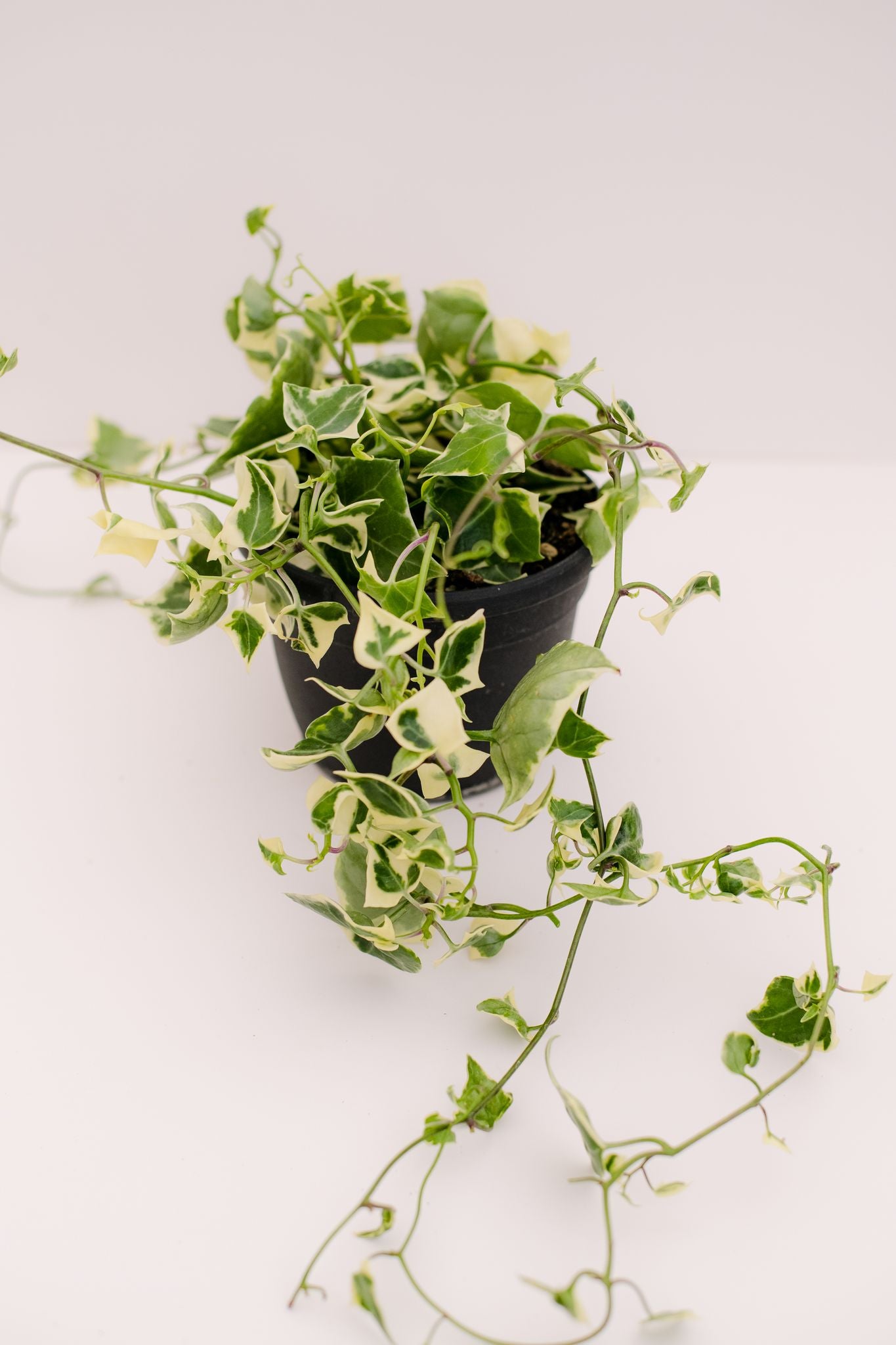 succulent with waxy leaves Senecio Macroglossus Variegated (Wax Ivy) – In Succulent Love