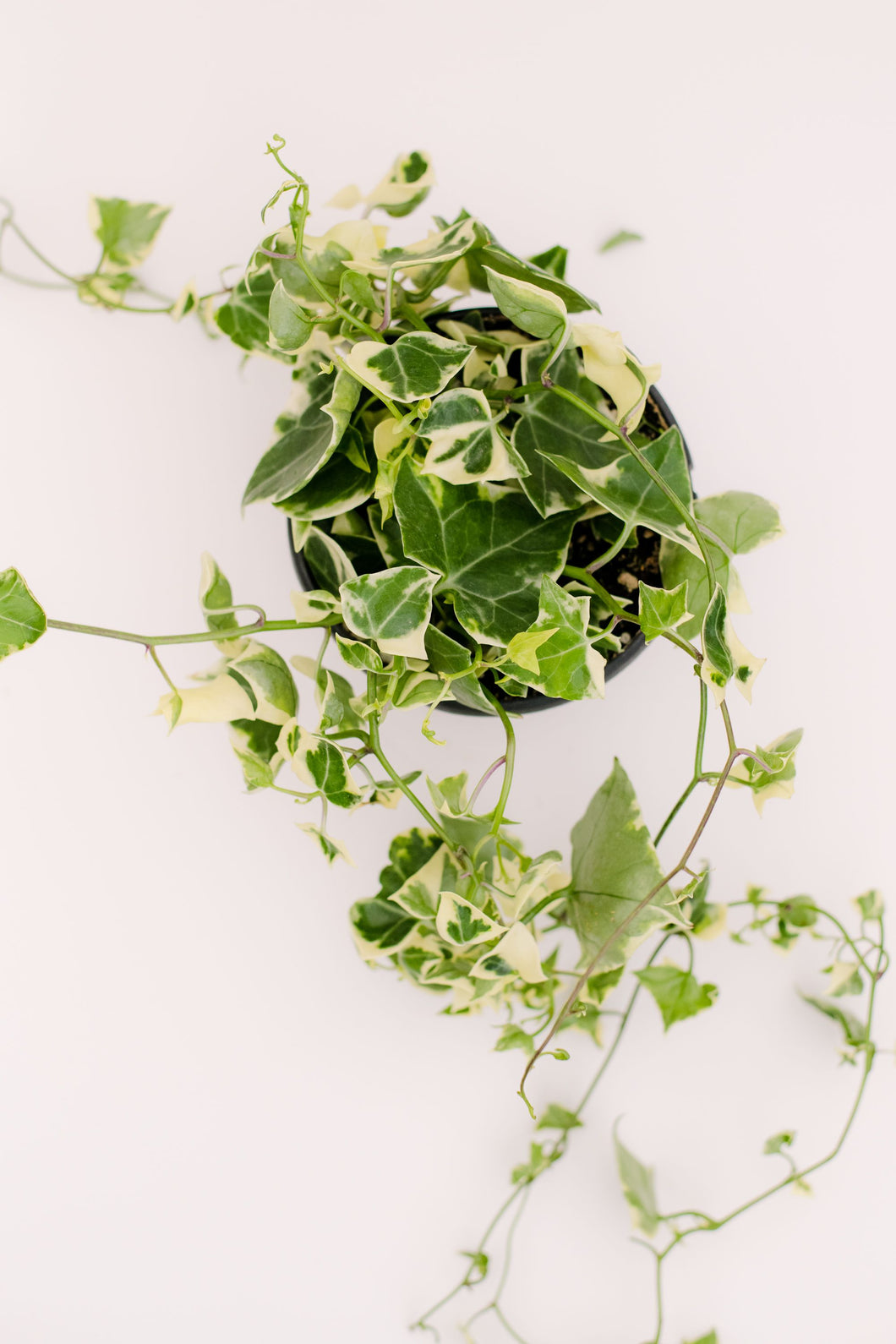 wax ivy succulent Senecio Macroglossus Variegated (Wax Ivy)