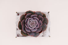 Echeveria Dusty Rose