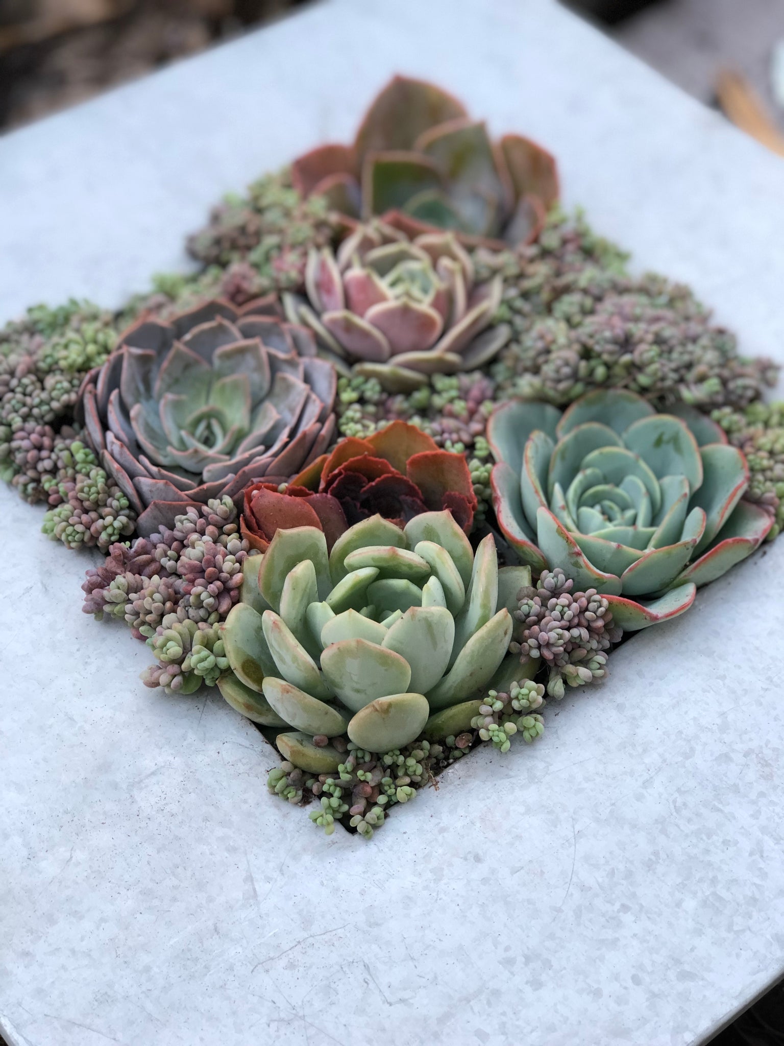 succulent plants kits DIY Succulent Wall Kit