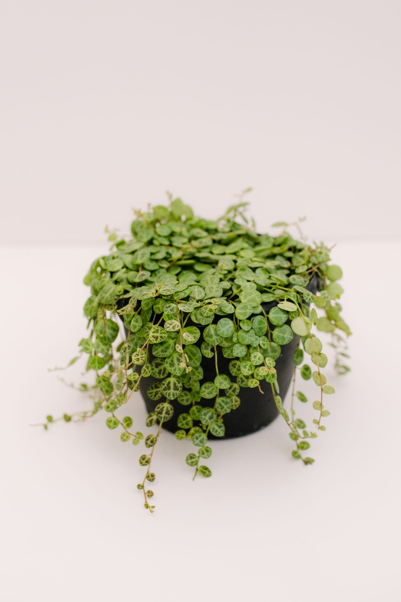 succulent turtle for sale Peperomia String of Turtles – In Succulent Love